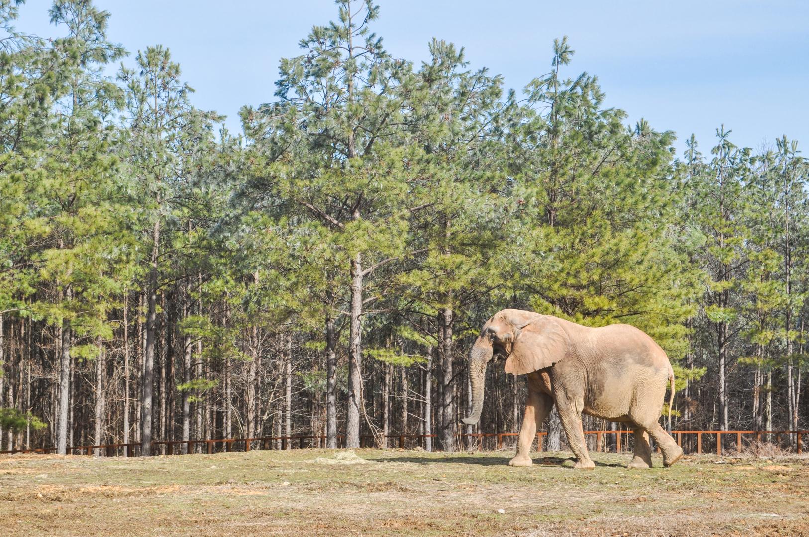 Artie, resident of The Elephant Sanctuary in Tennessee