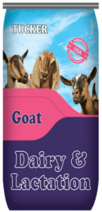 Dairy Goat