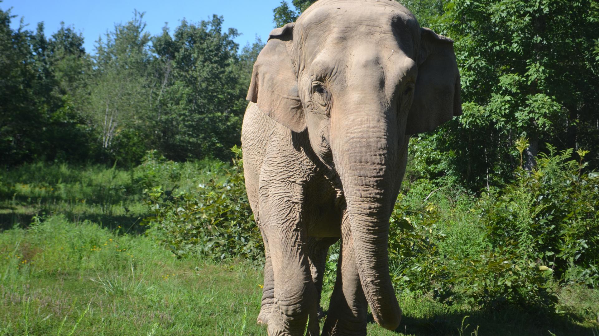Debbie, resident of The Elephant Sanctuary in Tennessee