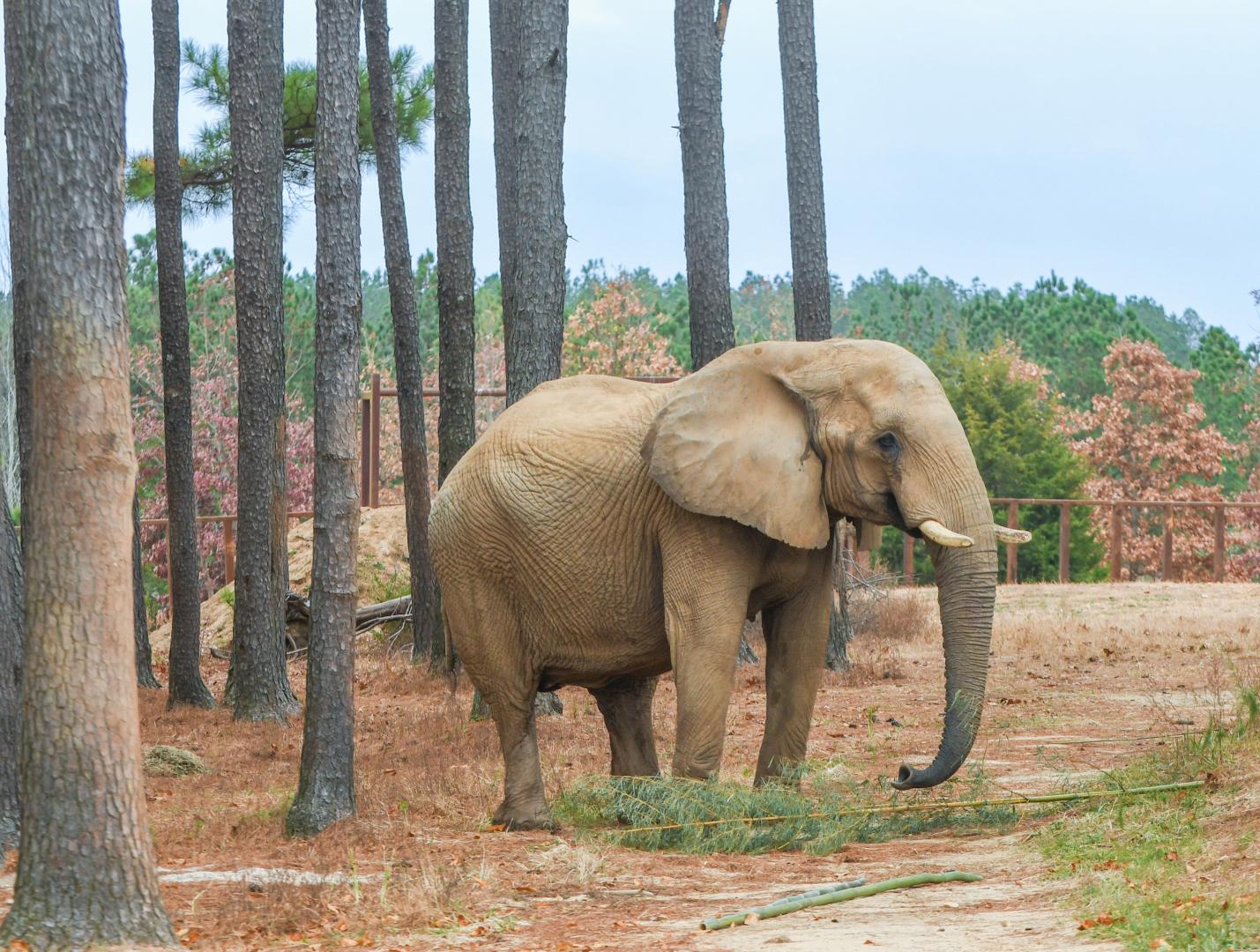 Edie, resident of The Elephant Sanctuary in Tennessee