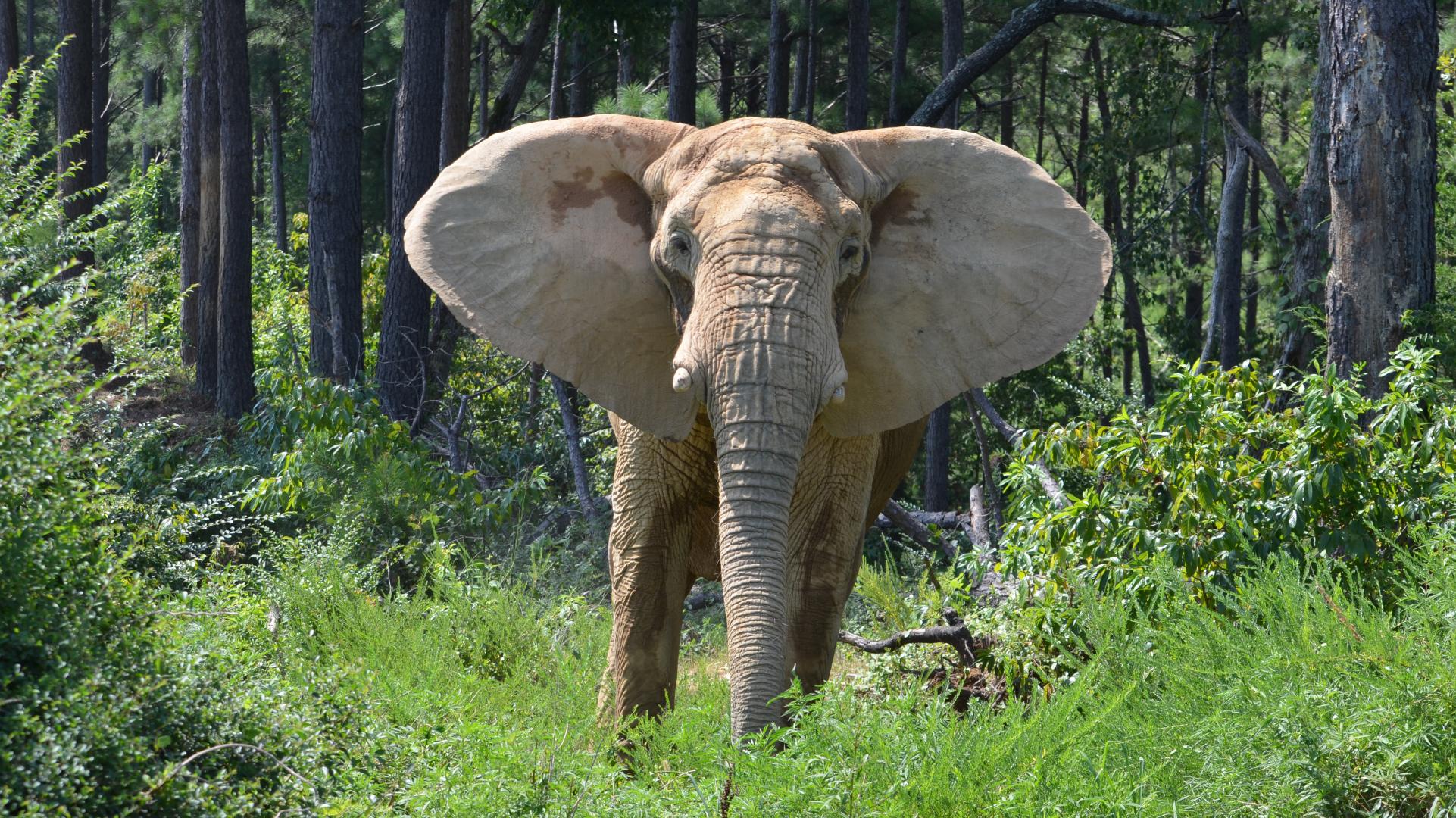 Flora, resident of The Elephant Sanctuary in Tennessee
