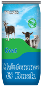 Goat Maintenance & Buck