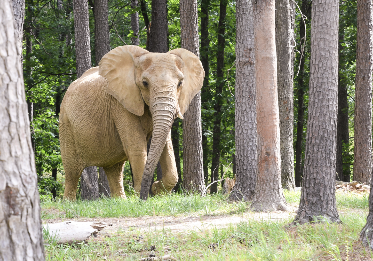 Mikki, resident of The Elephant Sanctuary in Tennessee