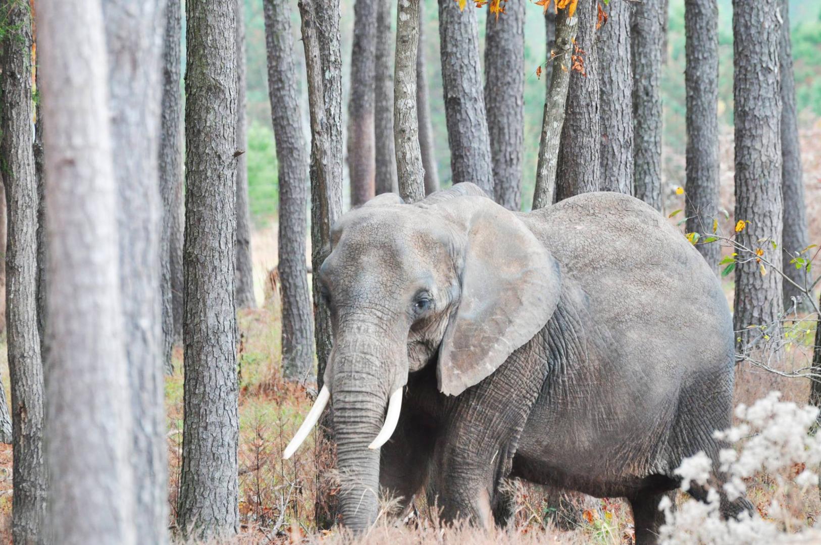 Nosey, resident of The Elephant Sanctuary in Tennessee
