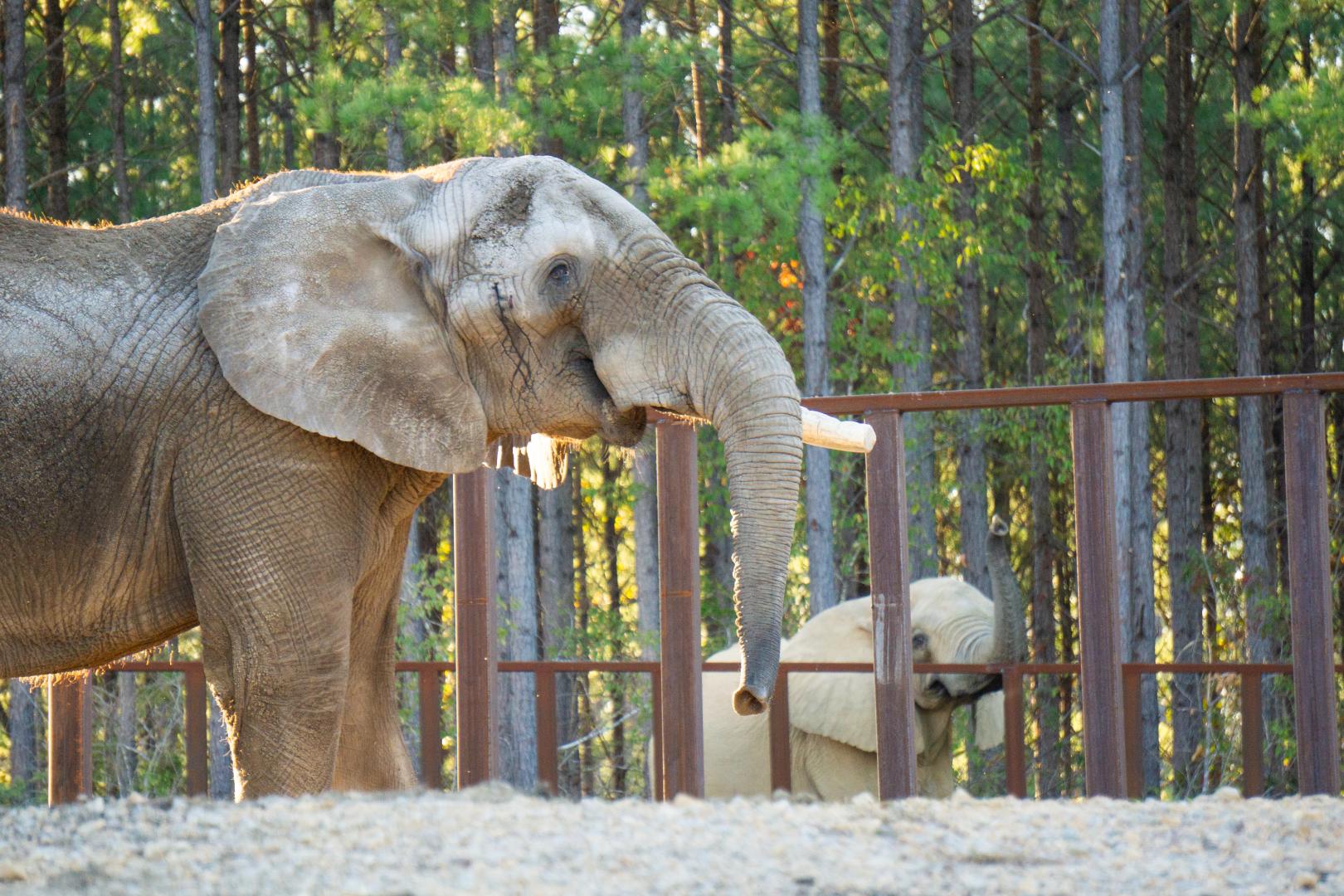 Osh, resident of The Elephant Sanctuary in Tennessee