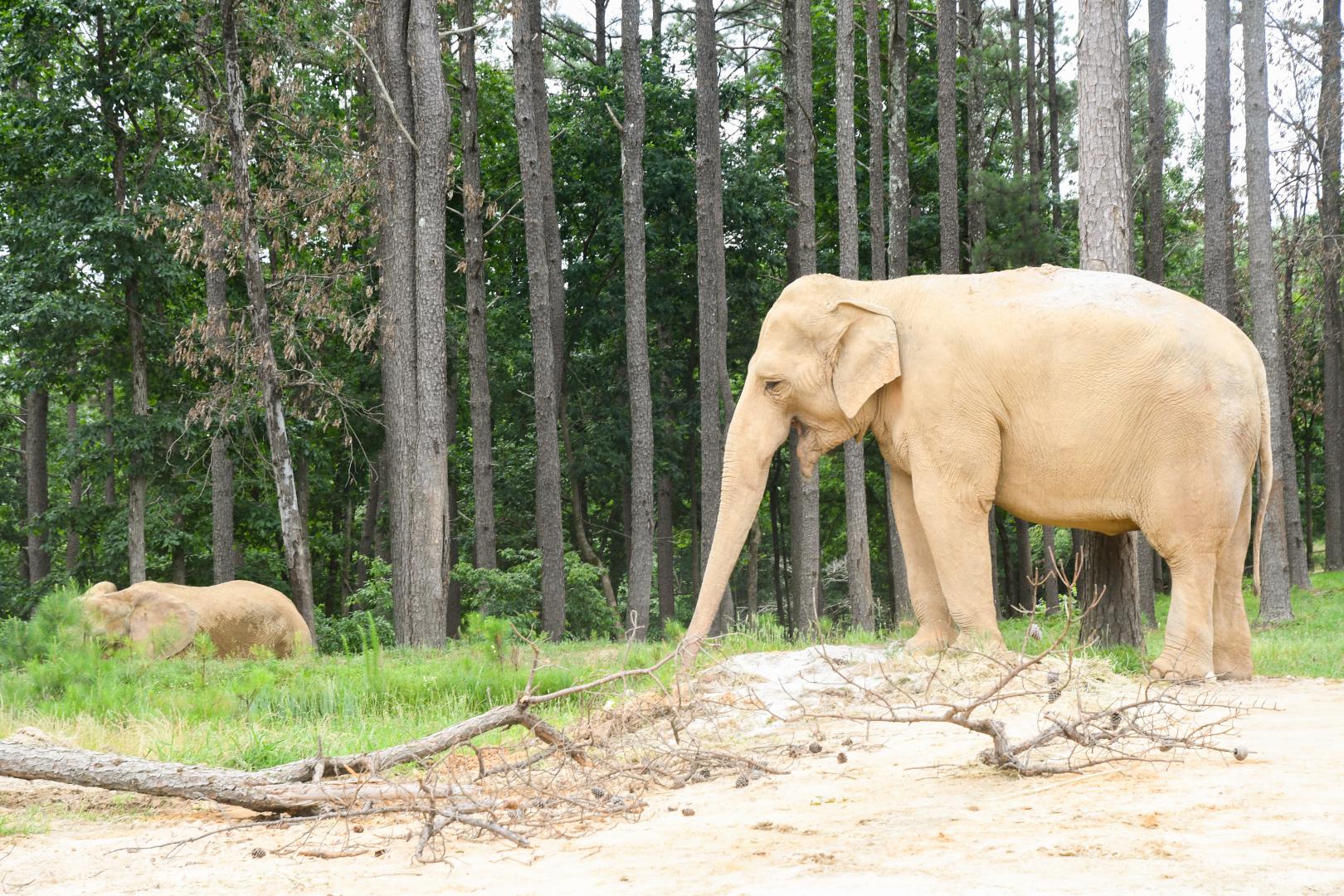 Punch, resident of The Elephant Sanctuary in Tennessee