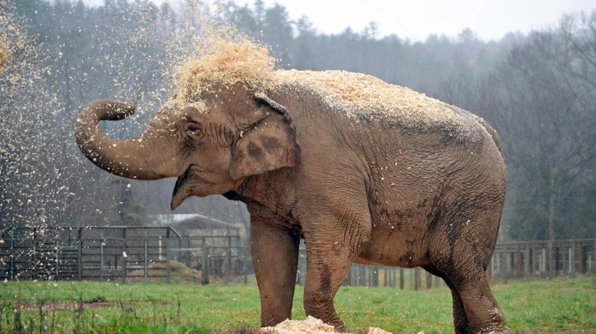 Ronnie, resident of The Elephant Sanctuary in Tennessee