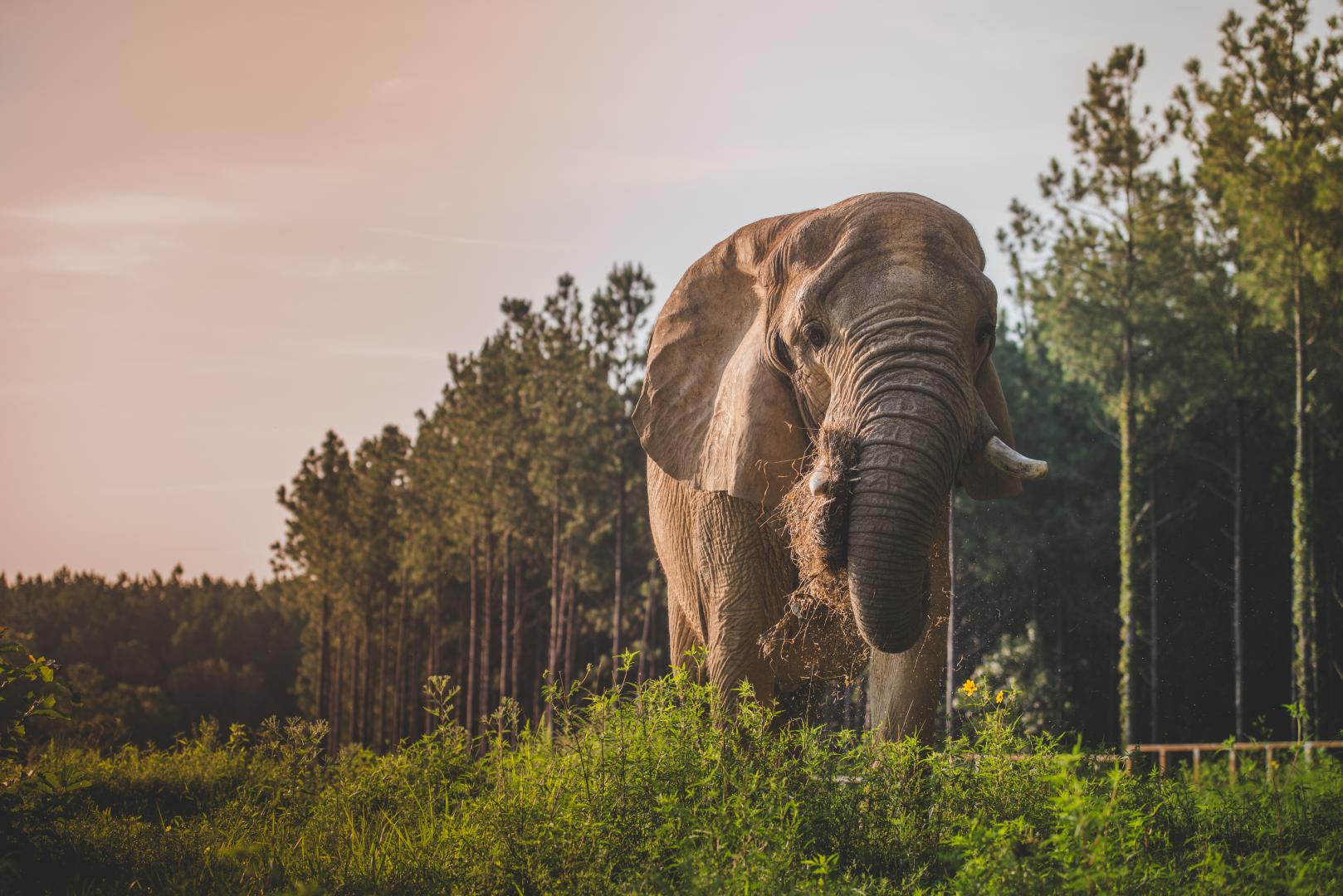 Tange, resident of The Elephant Sanctuary in Tennessee